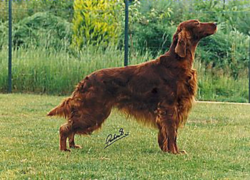 ierse setter rood