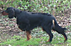 Gordon Setter